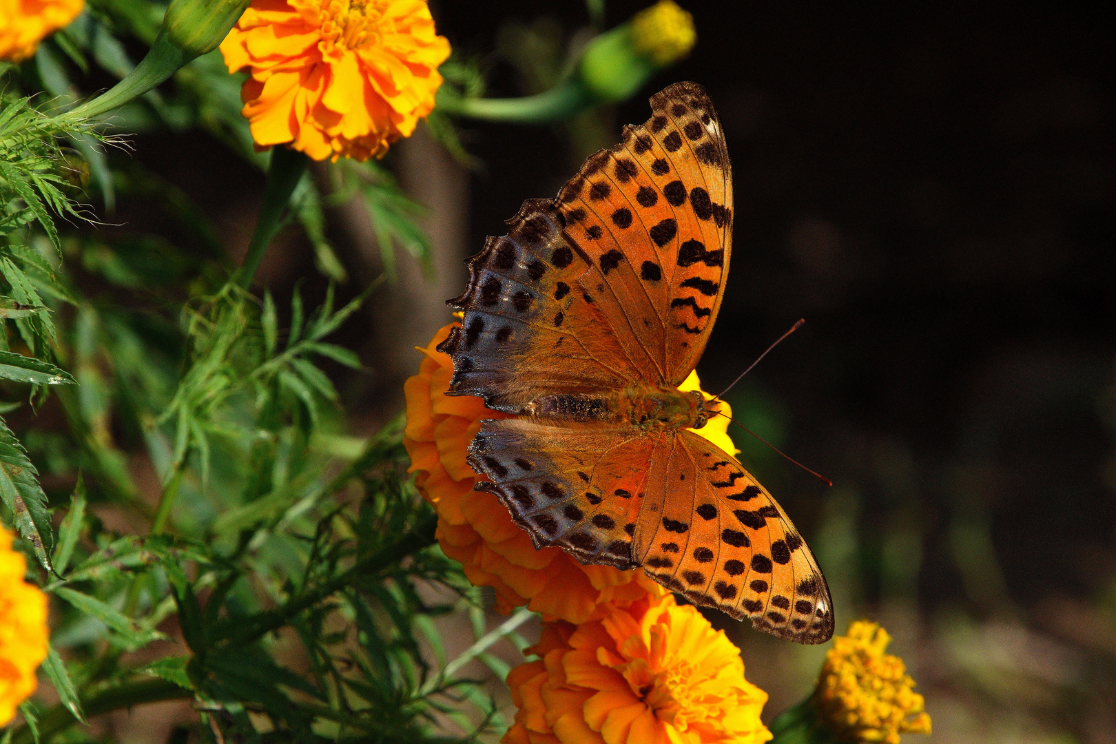 Landeplatz Tagetes