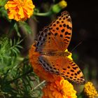 Landeplatz Tagetes