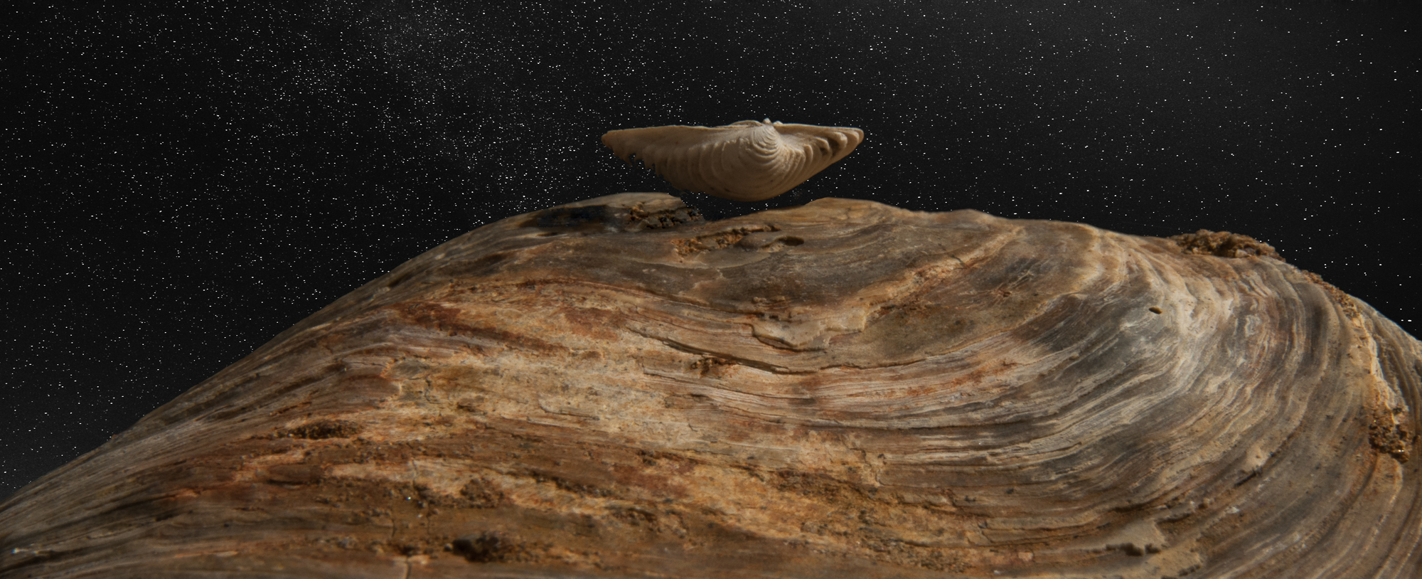 lander "mussel"  meets asteroid "oyster"