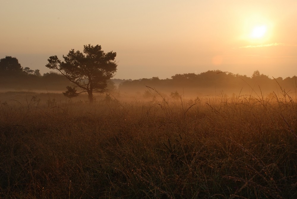 landes