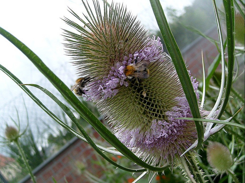 Landesgartenschau 2009 im Vogtland