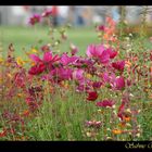 Landesgartenschau 2014 - Schwäbisch Gmünd