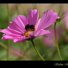 Landesgartenschau 2014 - Schwäbisch Gmünd