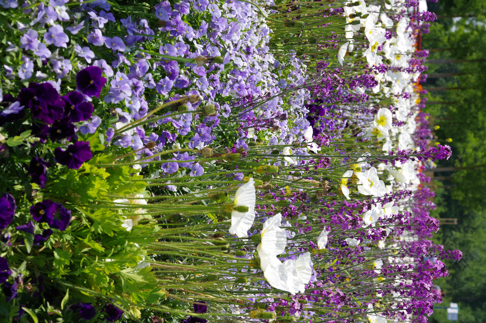 Landesgartenschau 2018 in Lahr