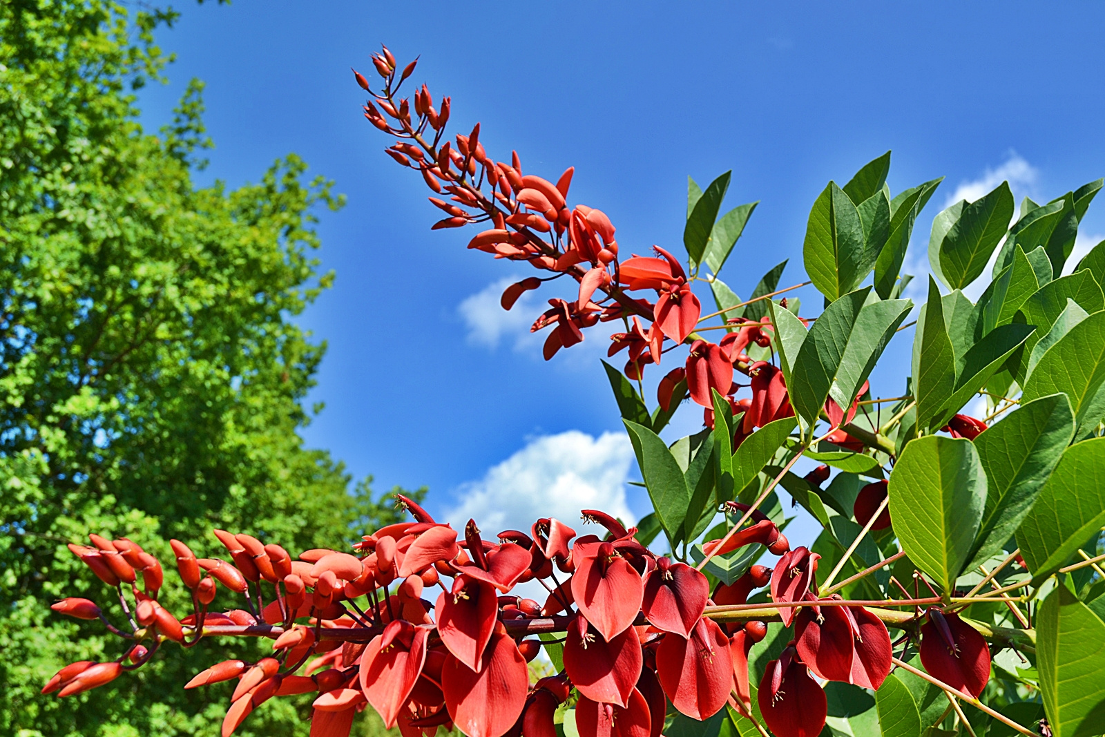 Landesgartenschau