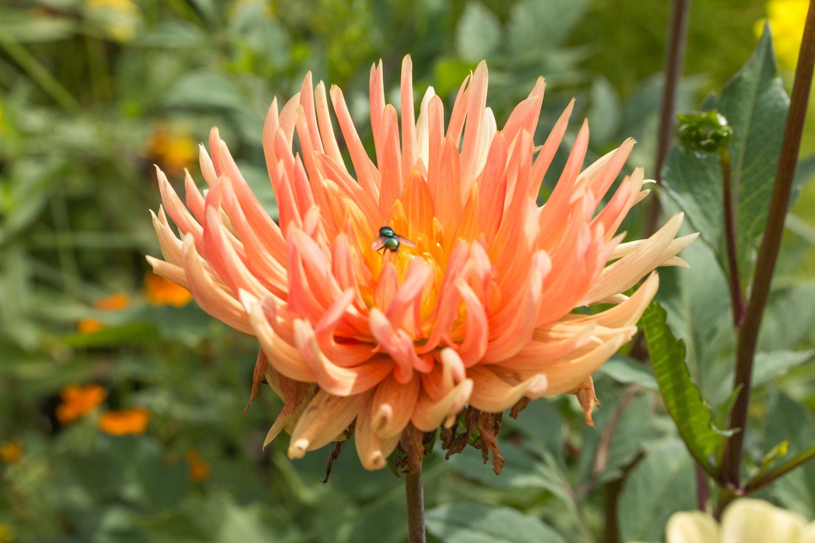 Landesgartenschau Bad Herrenalb