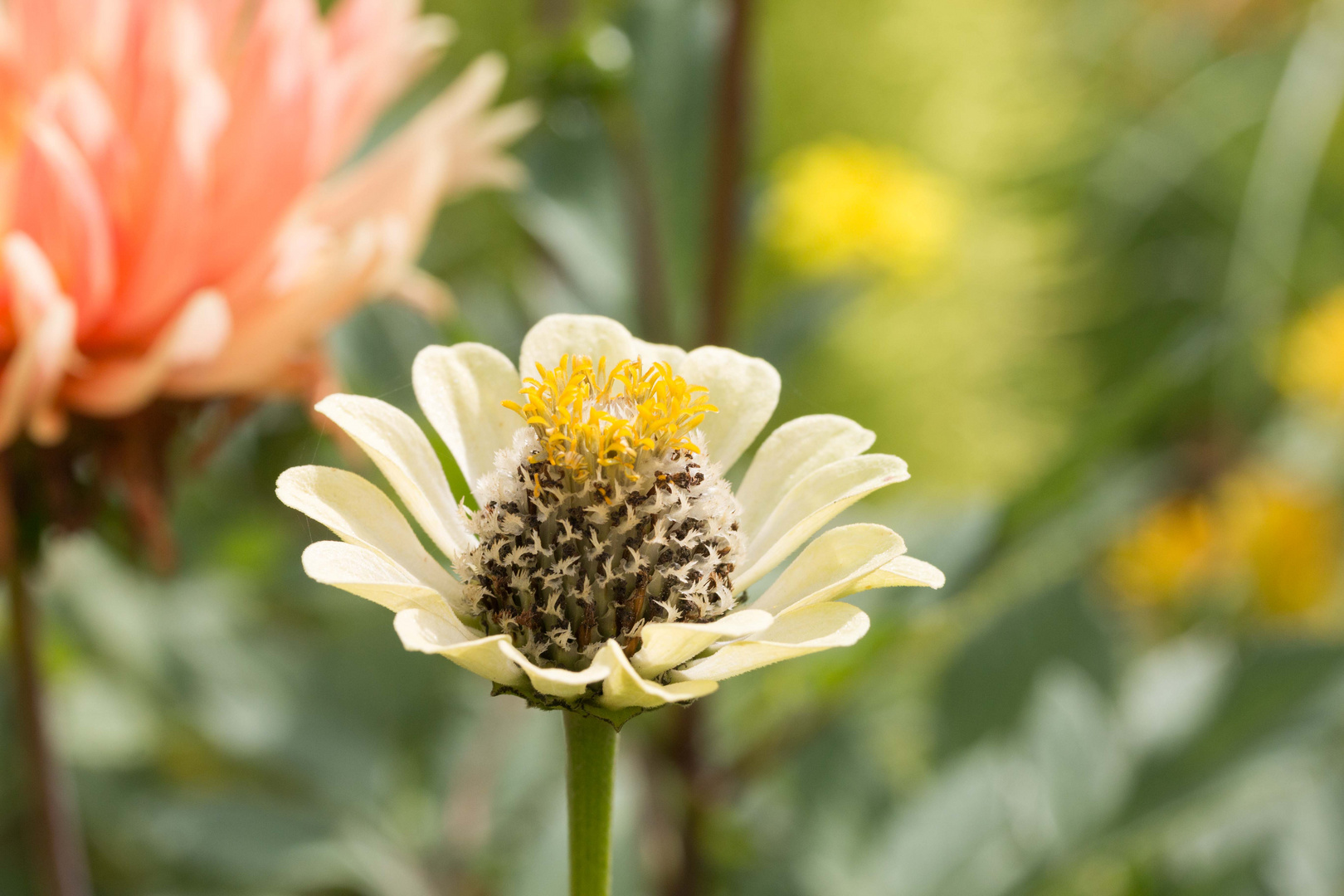 Landesgartenschau Bad Herrenalb