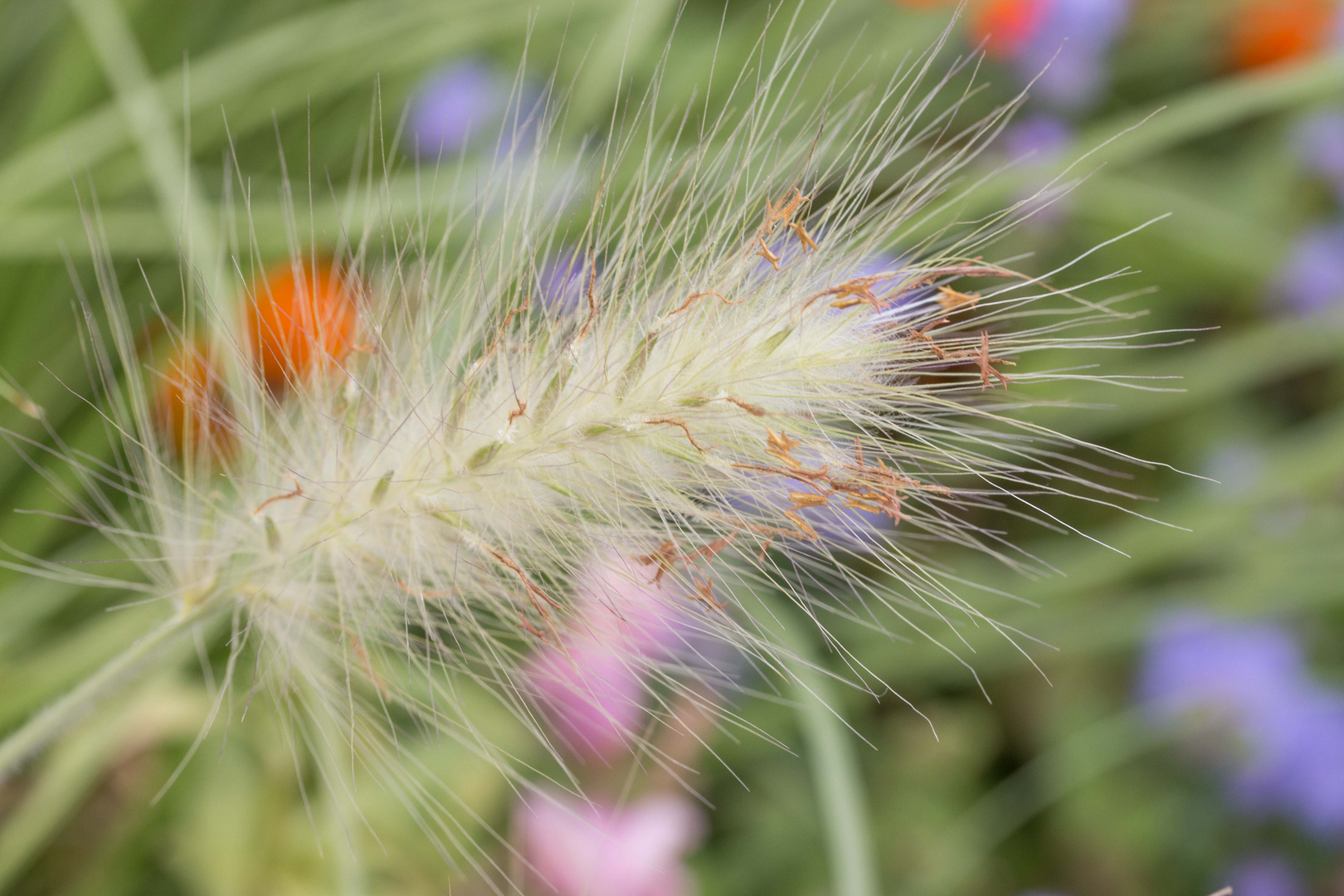 Landesgartenschau Bad Herrenalb