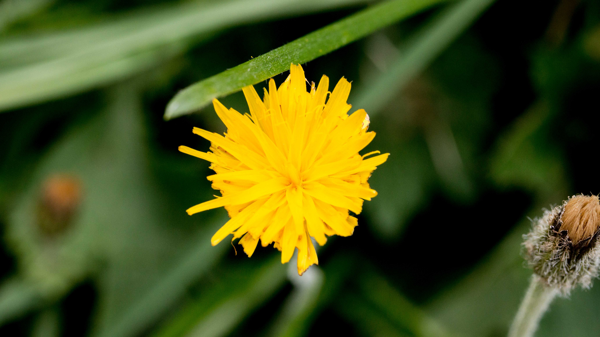 Landesgartenschau Bad Herrenalb