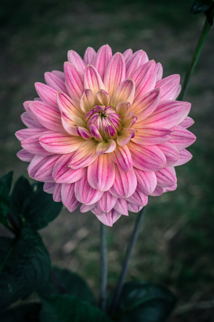 Landesgartenschau Bad Lippspringe - Rosa Dahlien