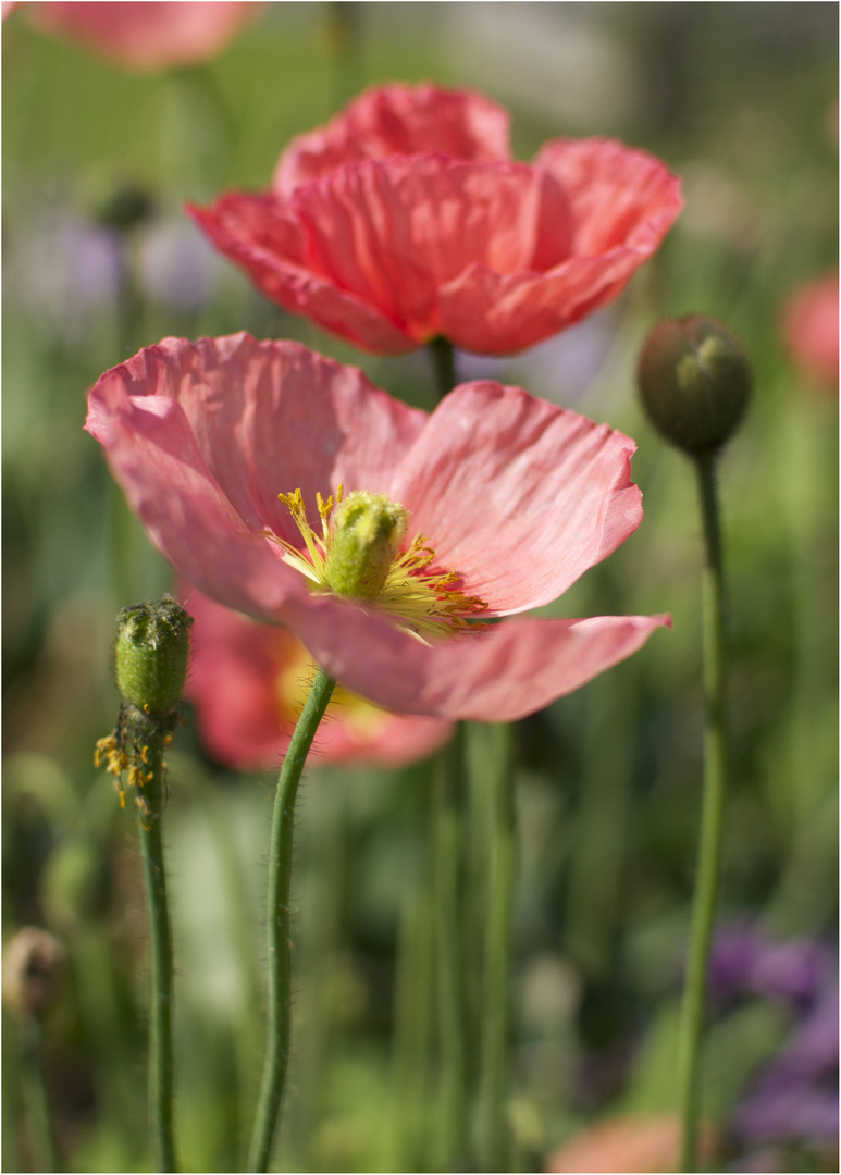 Landesgartenschau Deggendorf