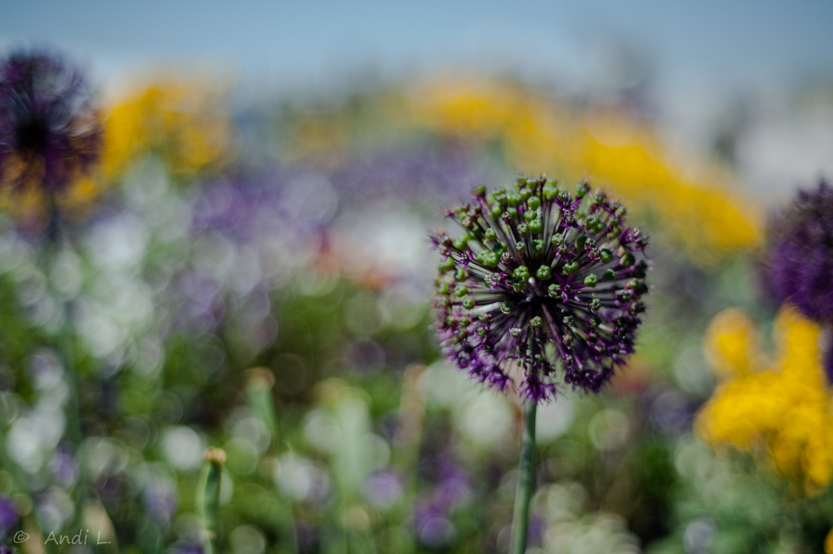 ------Landesgartenschau Deggendorf-----