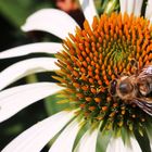 Landesgartenschau in Lahr