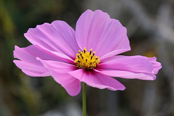 Landesgartenschau Landau 2015