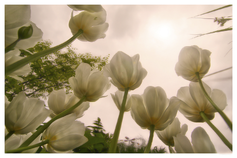 Landesgartenschau Rosenheim 2