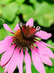 Landesgartenschau Schmetterling