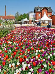 Landesgartenschau Torgau (1)