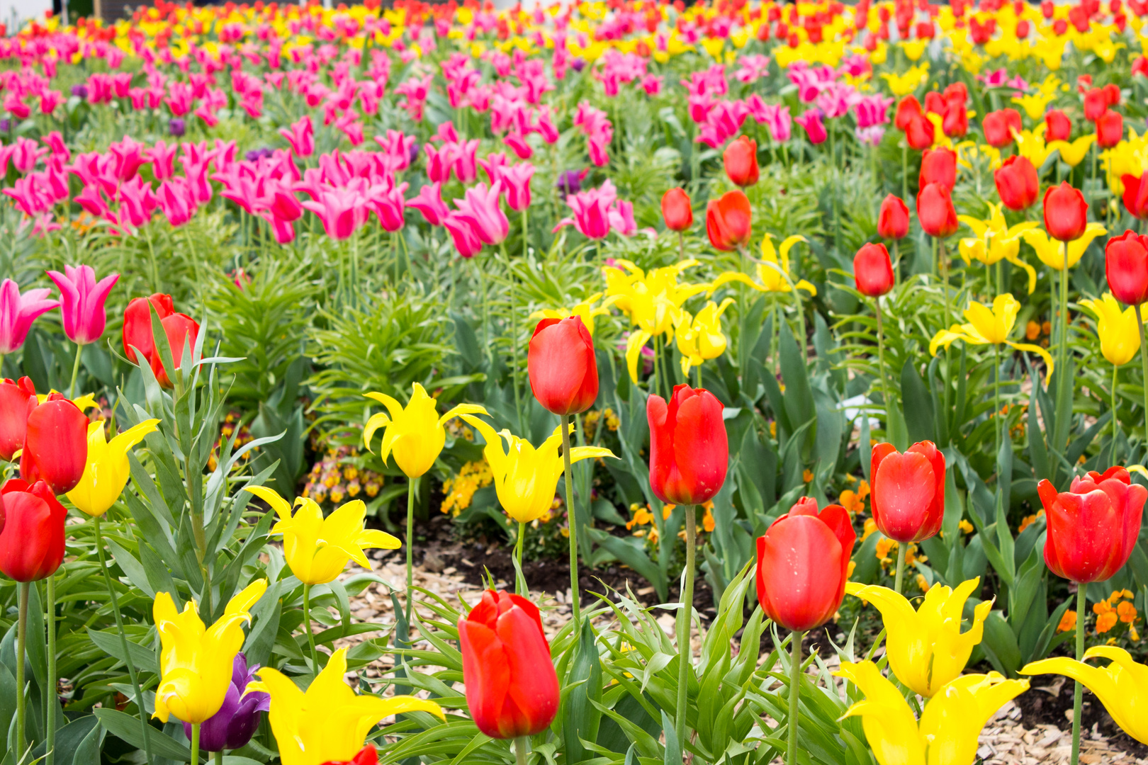 Landesgartenschau Tulpen