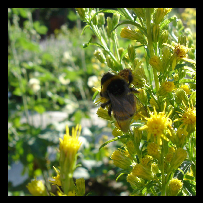 Landesgartenschau Winsen 1