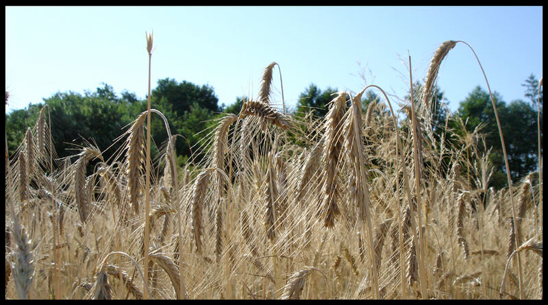 Landesgartenschau Winsen 4