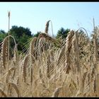 Landesgartenschau Winsen 4