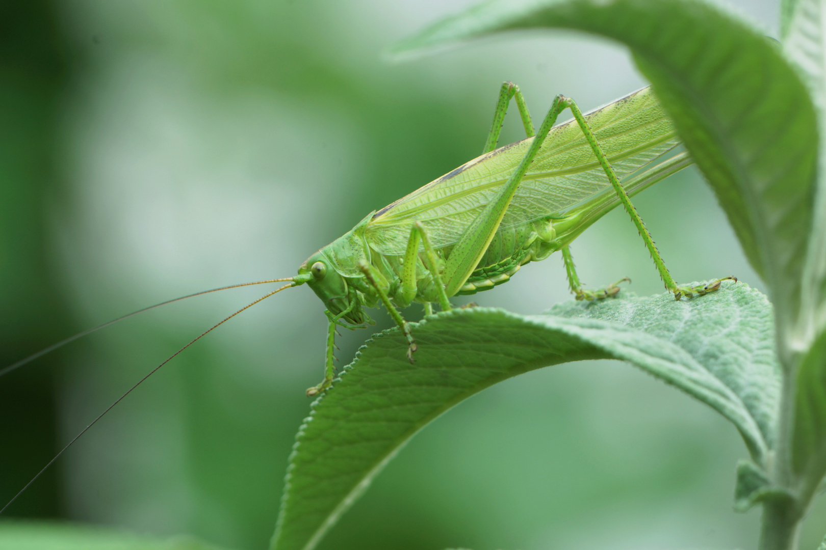 Landetet gerade im Garten