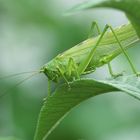 Landetet gerade im Garten