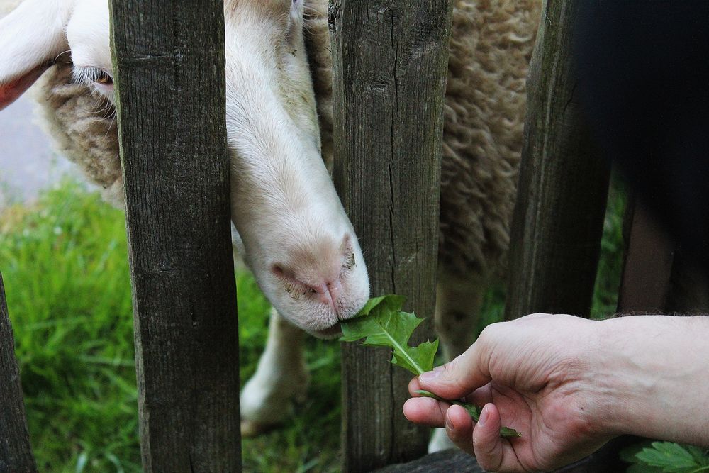 Landfreuden eines Städters