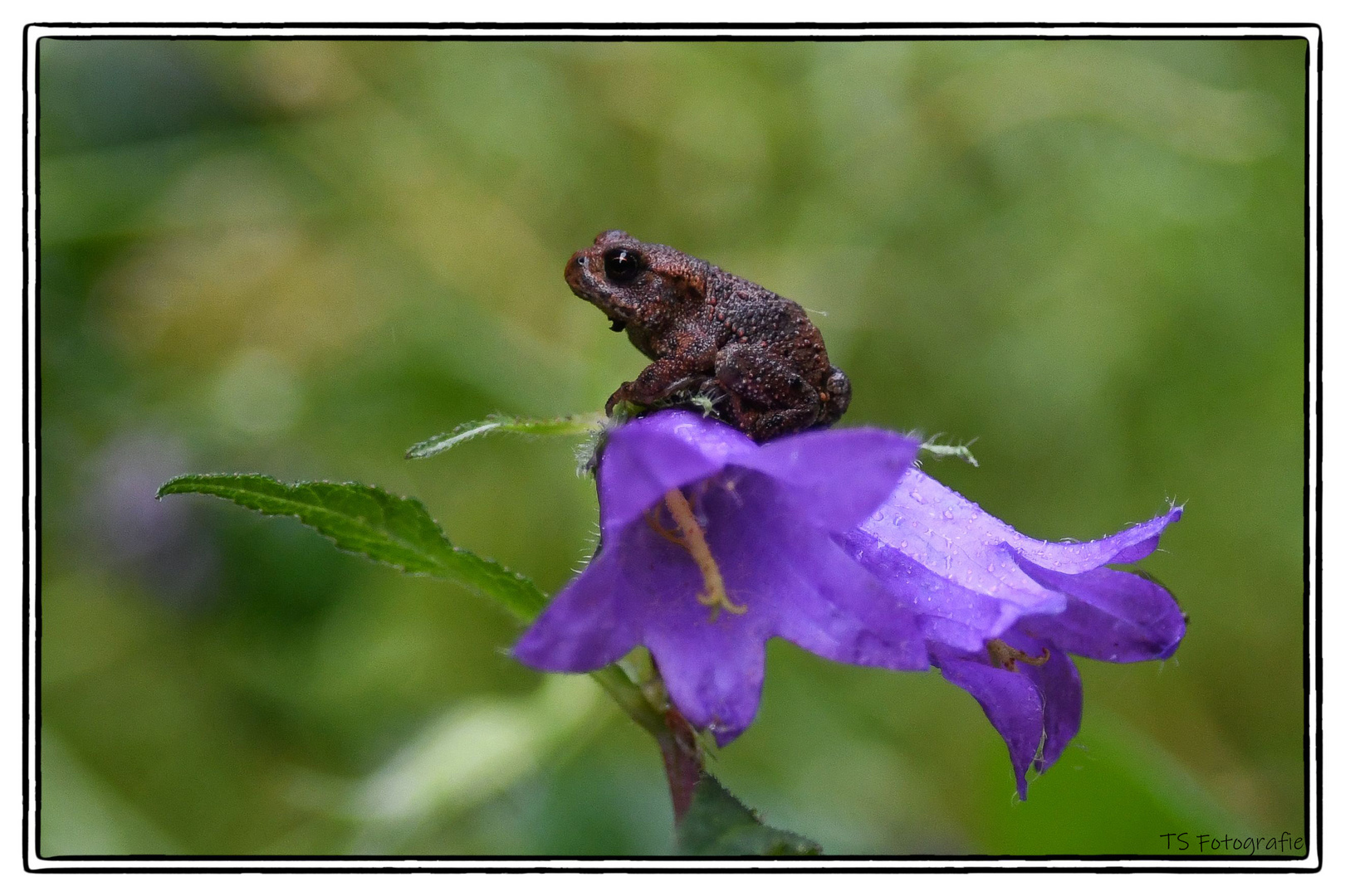 Landfrosch