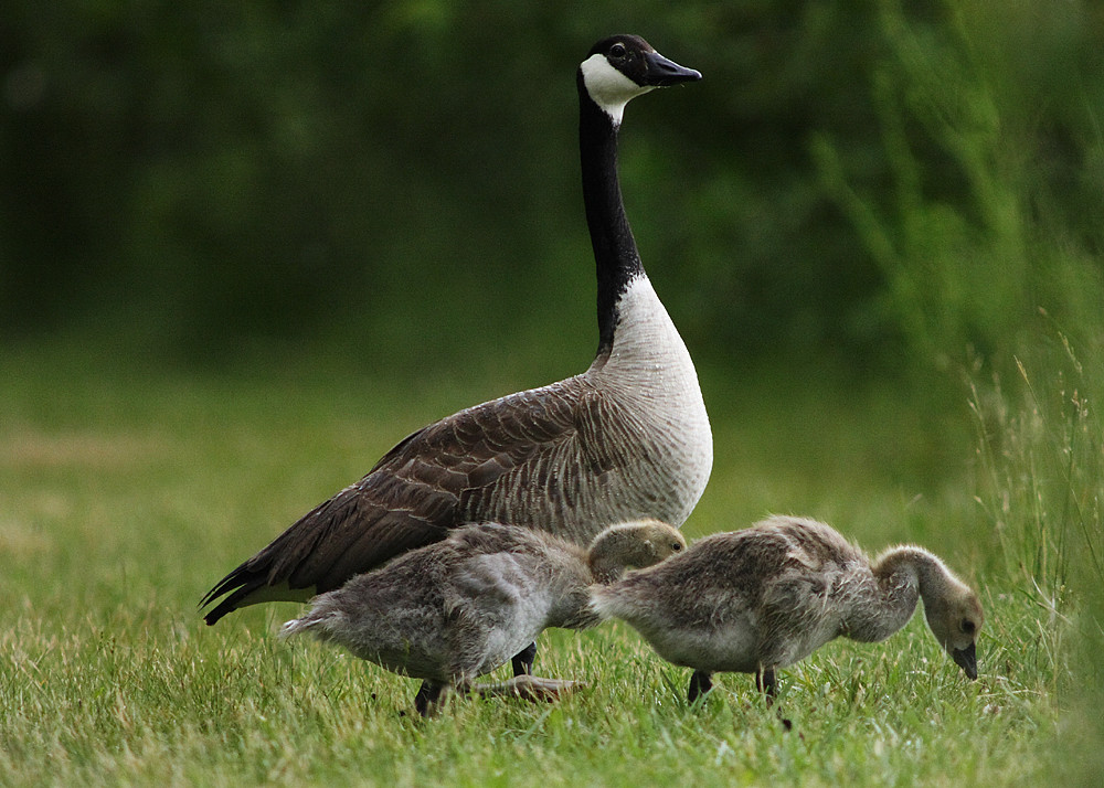 Landgang einer Familie der Kanadagänse