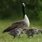 Landgang einer Familie der Kanadagänse