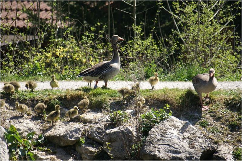 Landgang einer Wildgansfamilie...