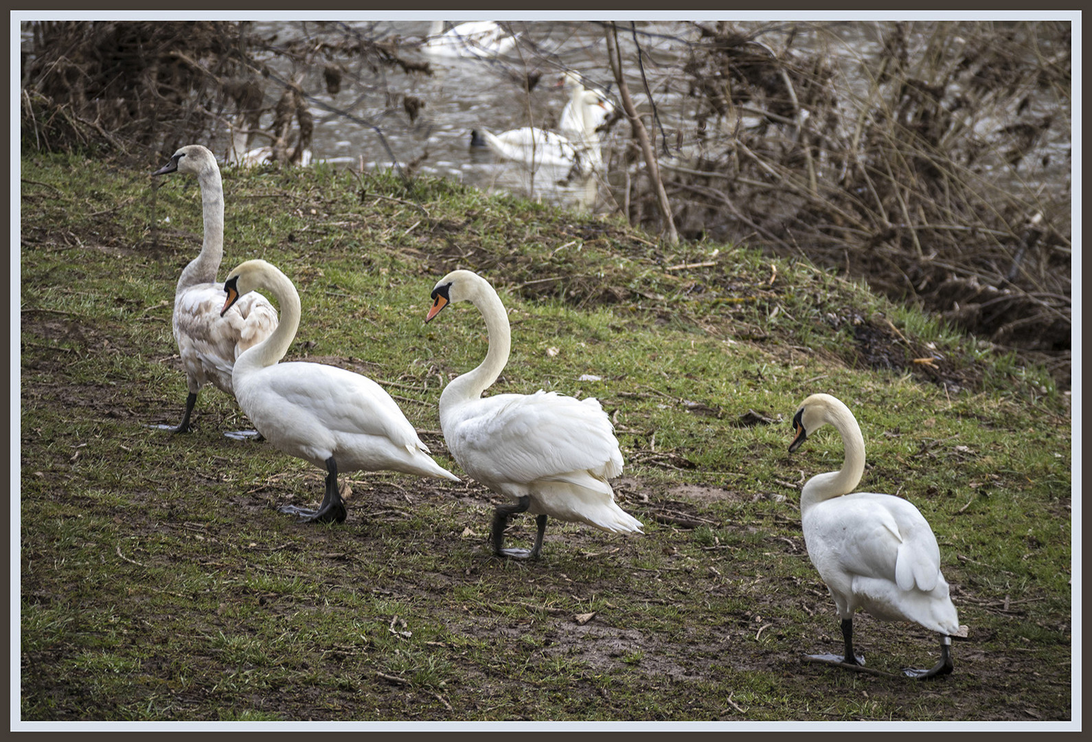 Landgang statt Schwanensee ...