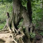 Landgrabenbuchenwurzeln