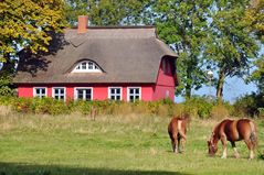 Landhaus mit Pferden