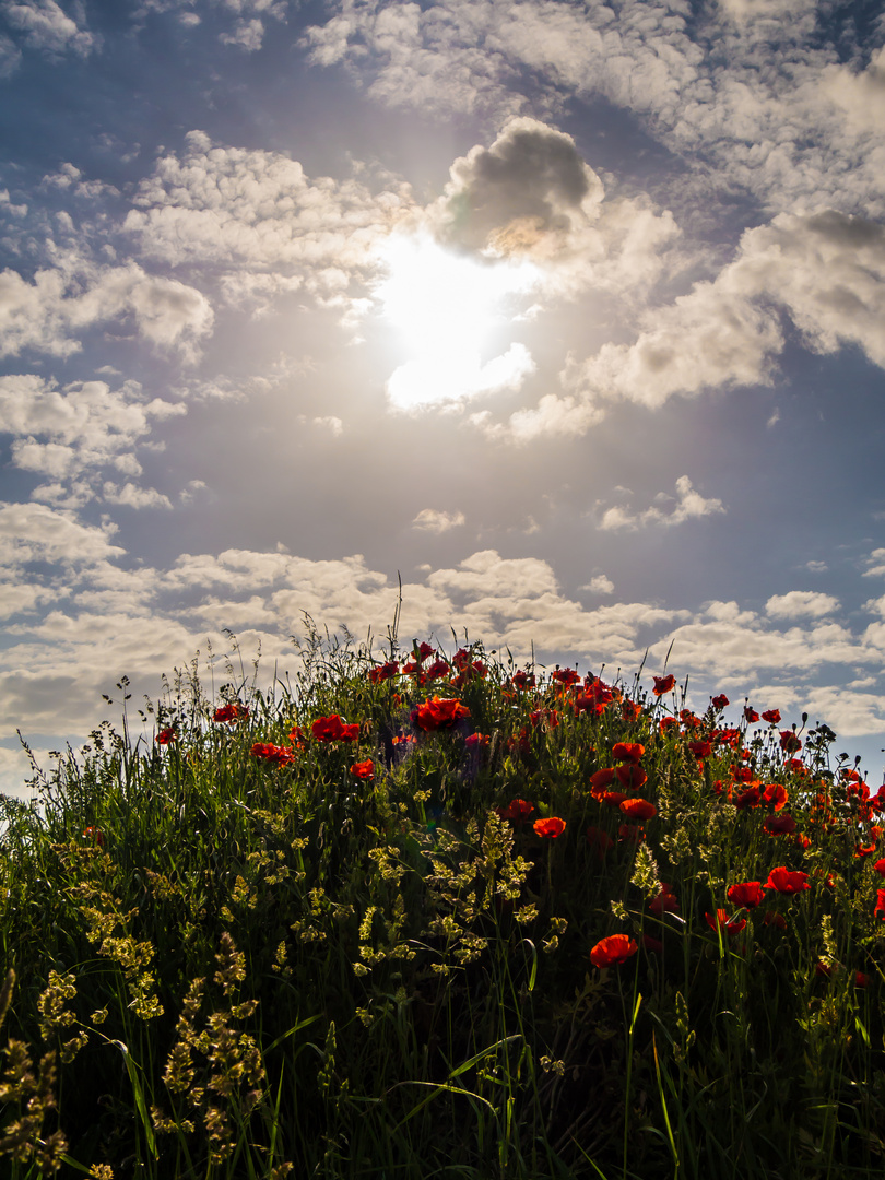 Landidylle 4: Mohn - Light