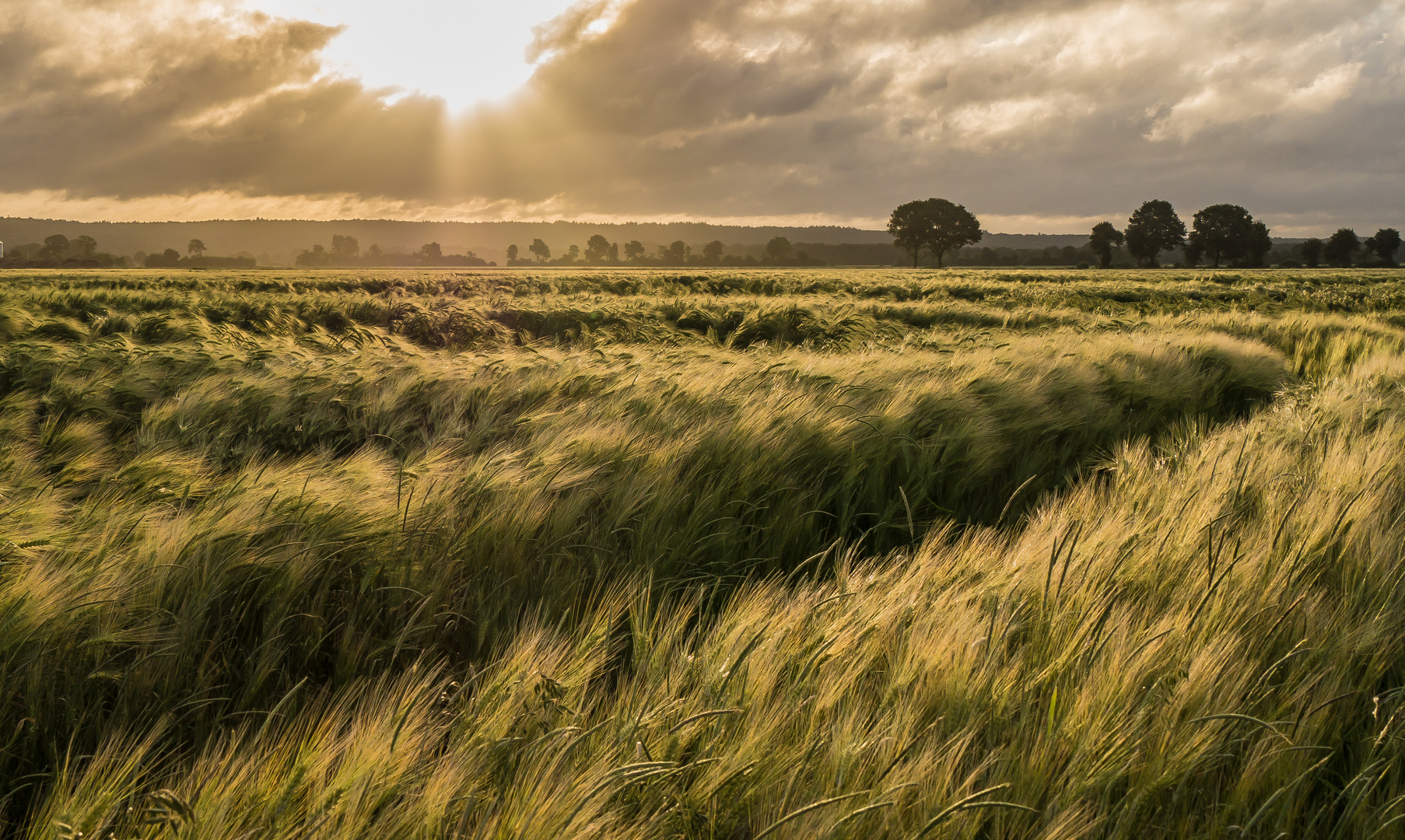 Landidylle 5: Volles Korn Foto &amp; Bild | sonne, wolken, feld Bilder auf ...