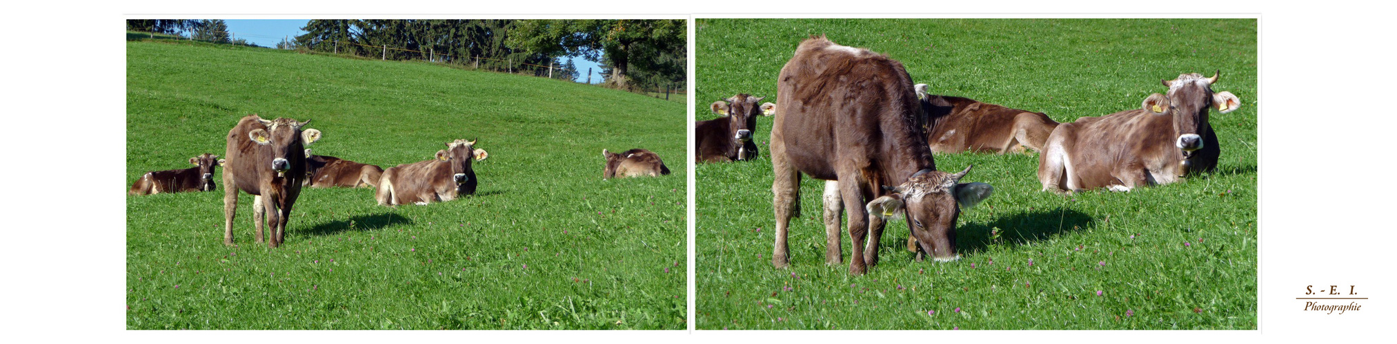 "Landidylle bei Missen - Wilhams 5"