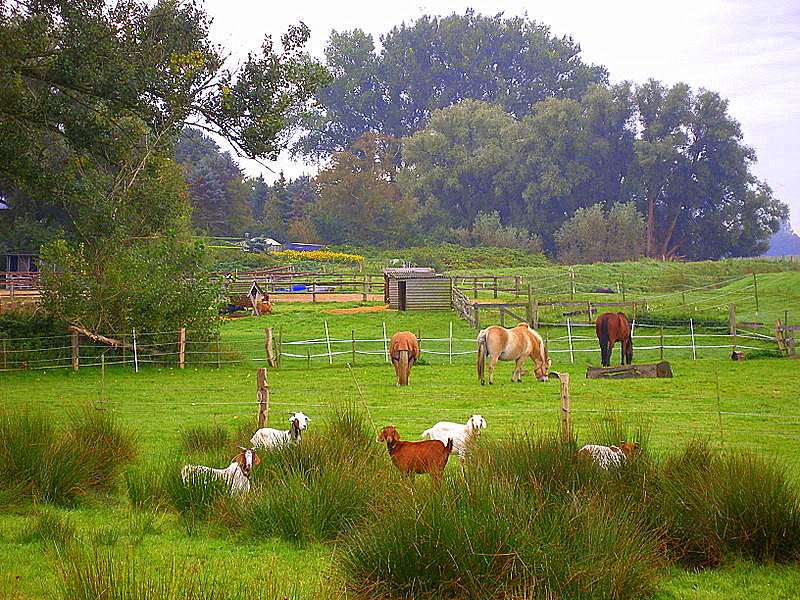 Landidylle im Kreis Steinburg / hier: Winseldorf