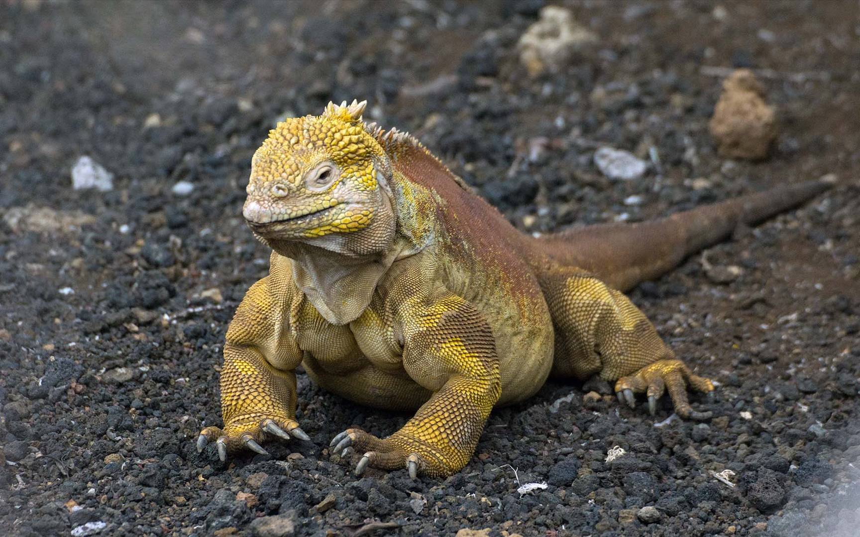 Land_Iguana_03_1920x1200