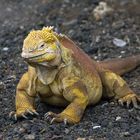 Land_Iguana_03_1920x1200