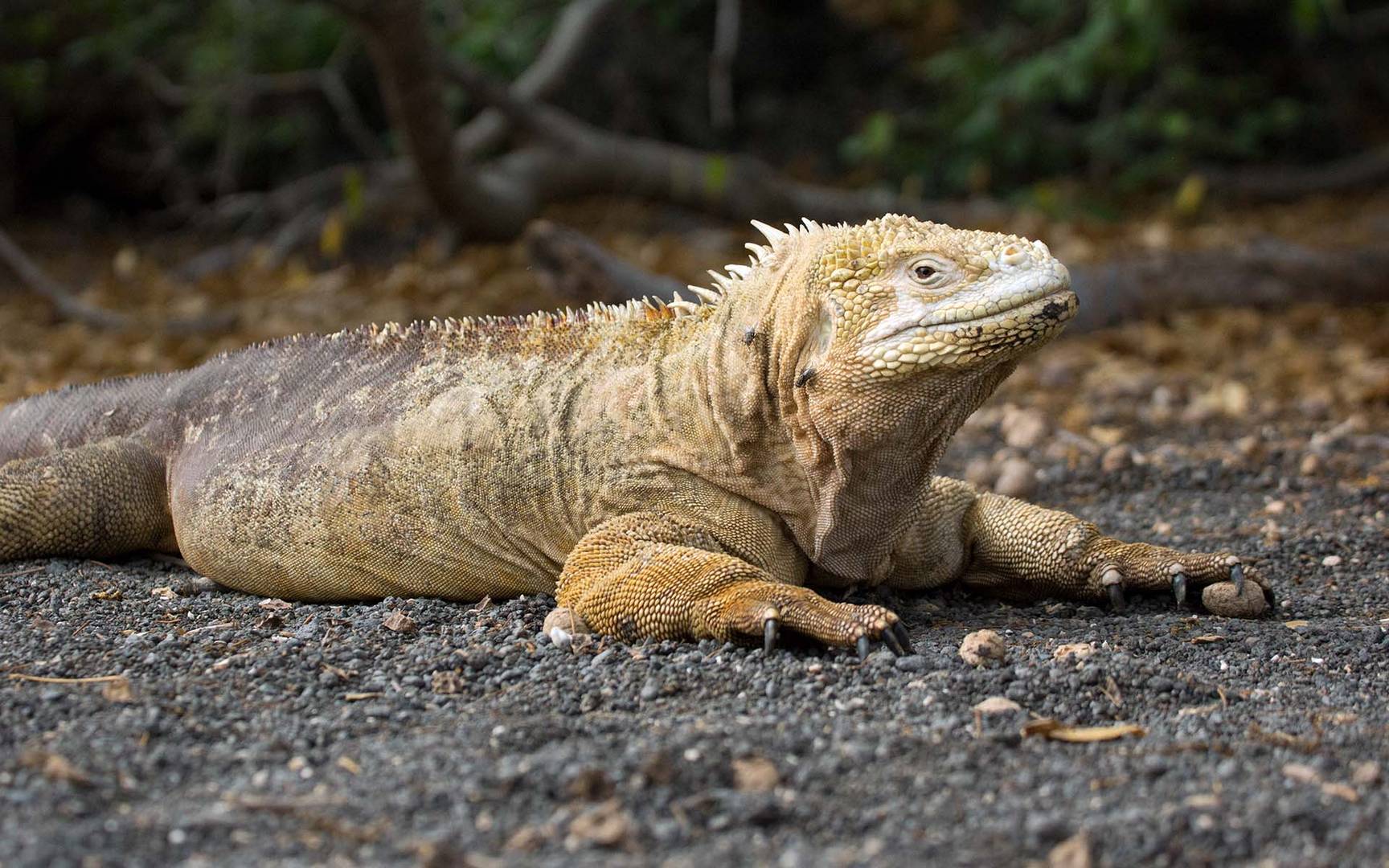 Land_Iguana_05_1920x1200