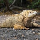 Land_Iguana_05_1920x1200