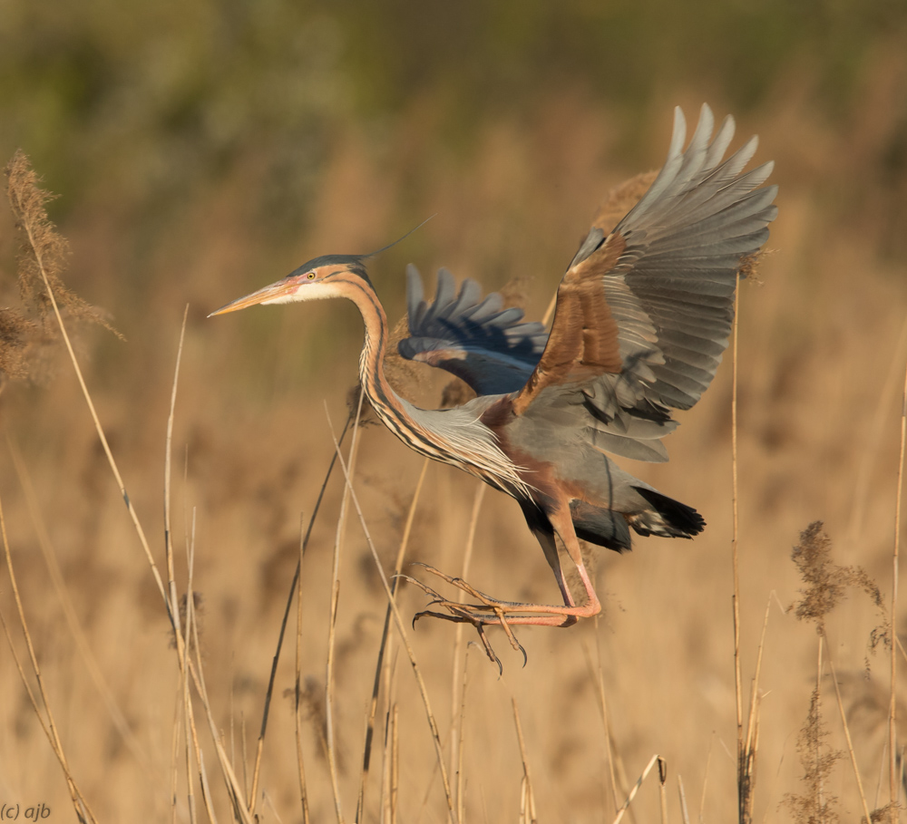 Landing