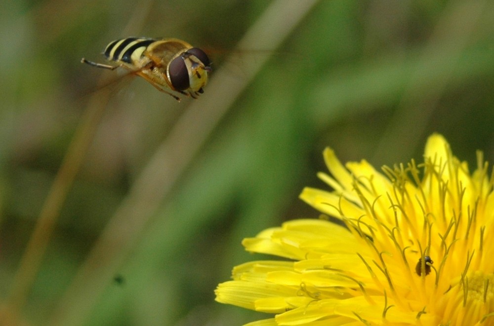 Landing