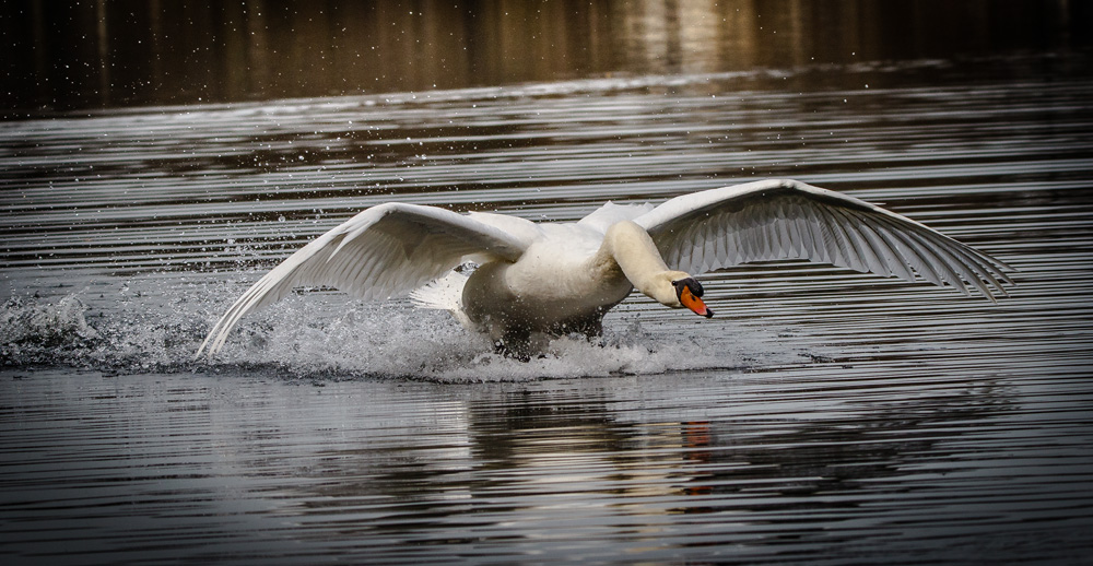 Landing...