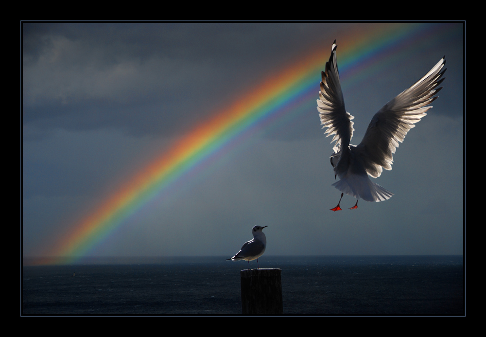 Landing??? di Massimo Mannucci