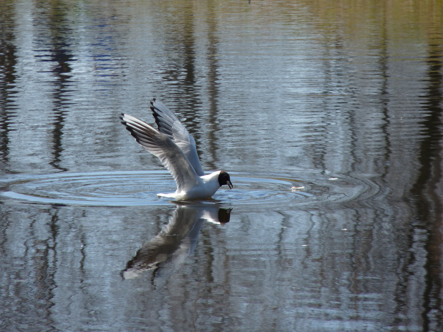 landing