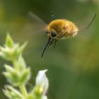 Landing (Bombyliidae)