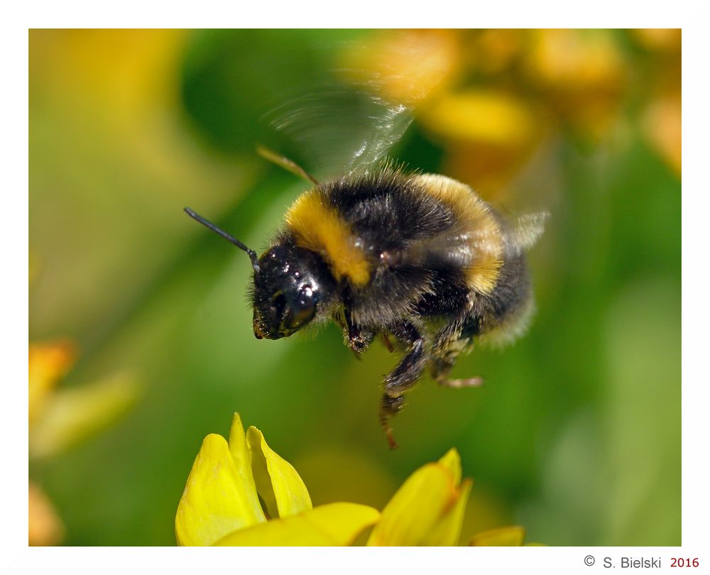 landing bumblebee